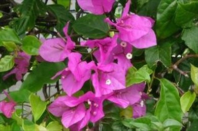 1658 Kilauea Ave, Hilo, HI 96720 - photo 5