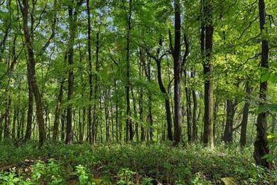 1907 Burke Hollow Rd, Nolensville, TN 37135 - photo 6