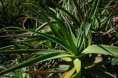 2693 S Fitch Mountain Rd, Healdsburg, CA 95448 - photo 5