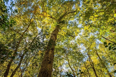 00 County Road 857, Nacogdoches, TX 75964 - photo 6