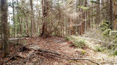 The woods!