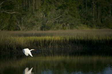 Bird 3