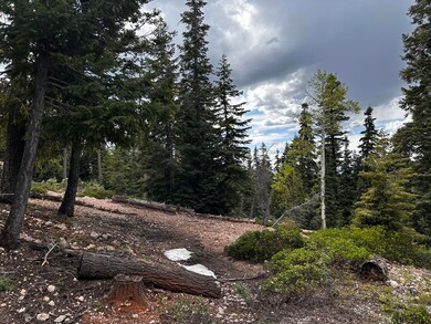Tall pines provide shade and privacy