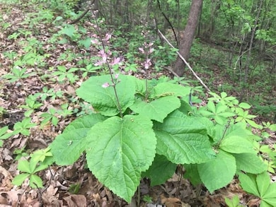 0 Old Eighty-Five Rd, Sandersville, GA 31082 - photo 2