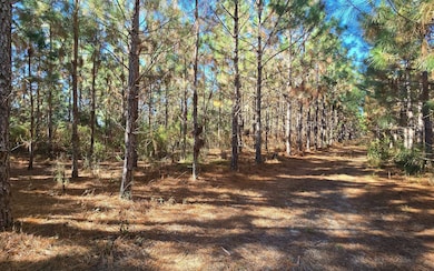 TBD-5 221st Rd, Dowling Park, FL 32060 - photo 6