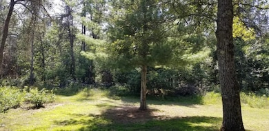 Back Yard 2