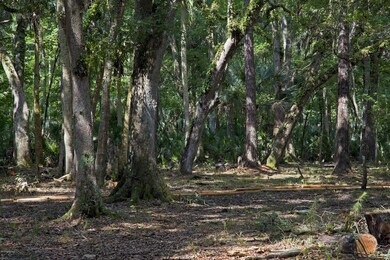 Larger Trees Two
