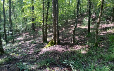 Additional View