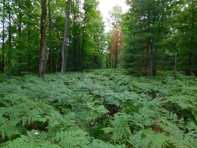 4810 Old Vanderbilt Rd, Vanderbilt, MI 49795 - photo 6