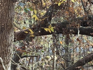 View of local wilderness