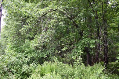 461 Manns Hill Rd, Littleton, NH 03561 - photo 3