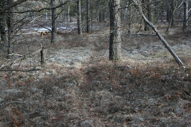 Deer Trail