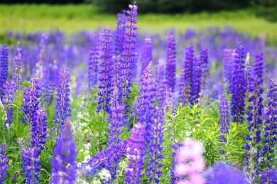 30.7 Hidden Acres Dr unit 30.7, Sugar Hill, NH 03586 - photo 5