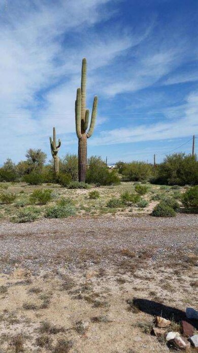 11 cacti on the property
