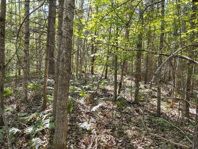 Gerard - McWilliams Lk Rd - woods 2