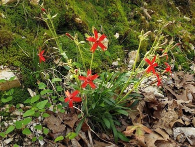 12 Otley Ln, Bella Vista, AR 72714 - photo 2