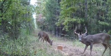 9030 Hillandale Dr, Auburn, AL 36830 - photo 7