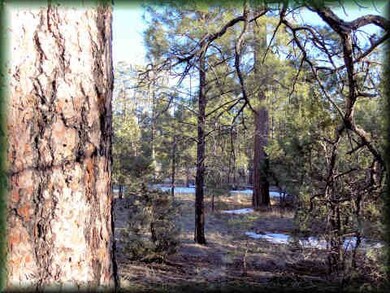 ponderosa pines!