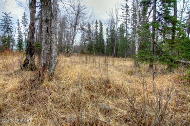 White Spruce 4