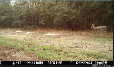 TBD Aunt Margies Rd, Greensburg, LA 70441 - photo 4