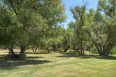 Mature Trees And Grass