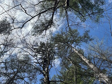 Serene and beautiful, lot 1 has gorgeous ferns, moss and turkeyfoot ground cover.