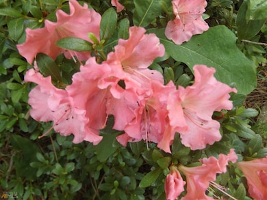 Lovely Azaleas  bloom seasonally