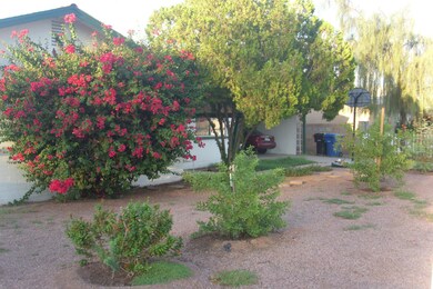 front trees
