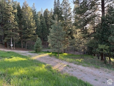 View of dirt / gravel road with a forest view
