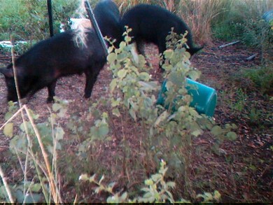 pigs at the ranch/farm