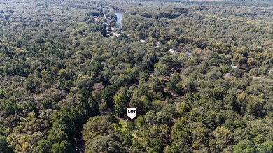 Bird's eye view of a forest