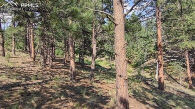 54 Garnet Way, Florissant, CO 80816 - photo 5