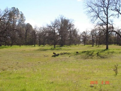 Lots of Trees