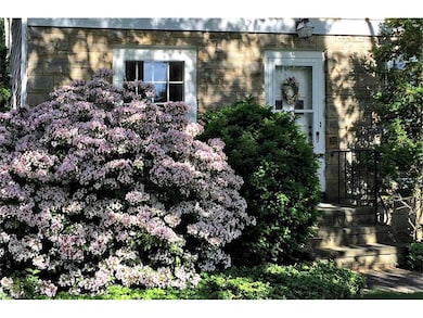 This magnificent Mountain Laurel is a pleasure and