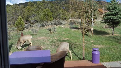 deer in back yard