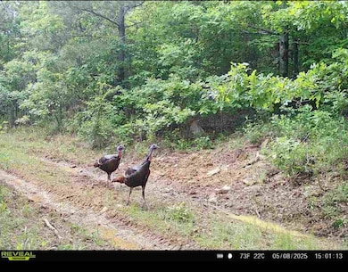 TR 18&19 Long Creek Pass, Albion, OK 74571 - photo 3