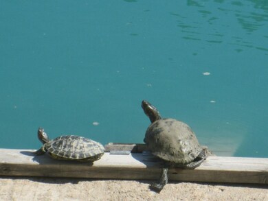Turtles sunning