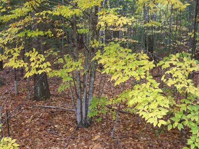 0 Pinnacle Rd unit Lot 9, Campton, NH 03223 - photo 5