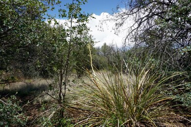 Native Vegetation
