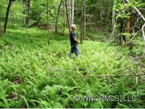 Shady Ferned Woodlands