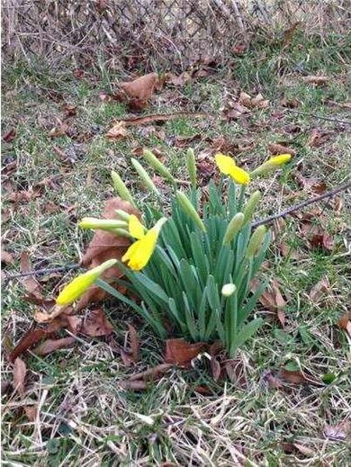 116 Utica Ave, Haddon Township, NJ 08108 - photo 3