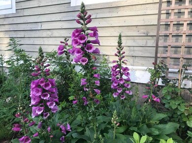 116 Pioneer Farm Way, Ellsworth, ME 04605 - photo 4