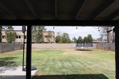 backyard 1
