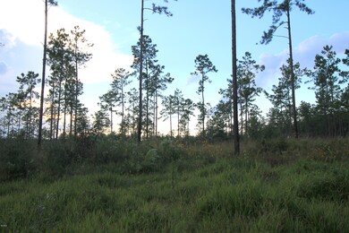 3.75 Ac Homestead Rd, Lucedale, MS 39452 - photo 5