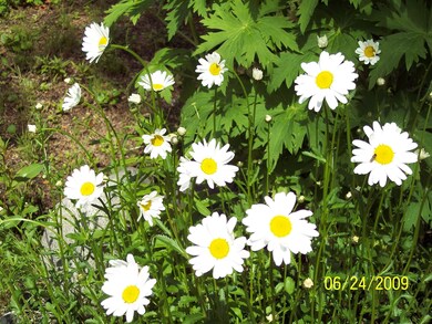flowers2