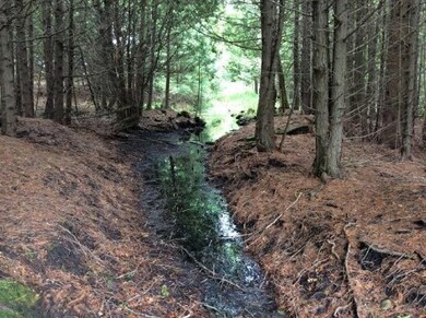 cedar swamp