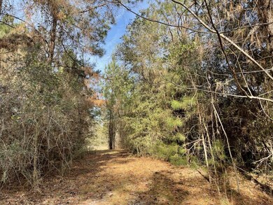 XXX Danley Grade, Crawfordville, FL 32327 - photo 6