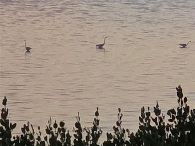 Egrets fishing in the Bay