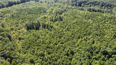 Aerial view of a forest