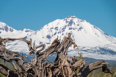 Middle Sister